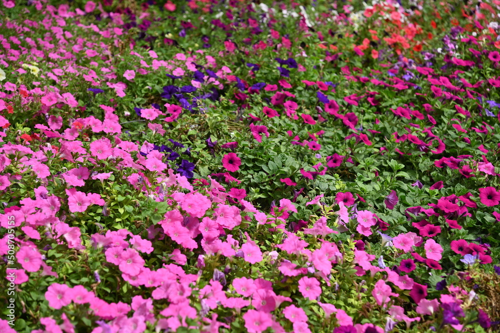The Beautiful Flowers and Grass Beds of Cameron Highlands Malaysia The Beautiful Flowers and Grass Beds of Cameron Highlands Malaysia