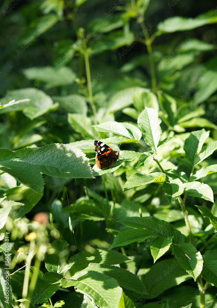 Colorful butterfly sitting on a leaf. The butterfly is photographed from the side. Colorful butterfly sitting on a leaf. The butterfly is photographed from the side.