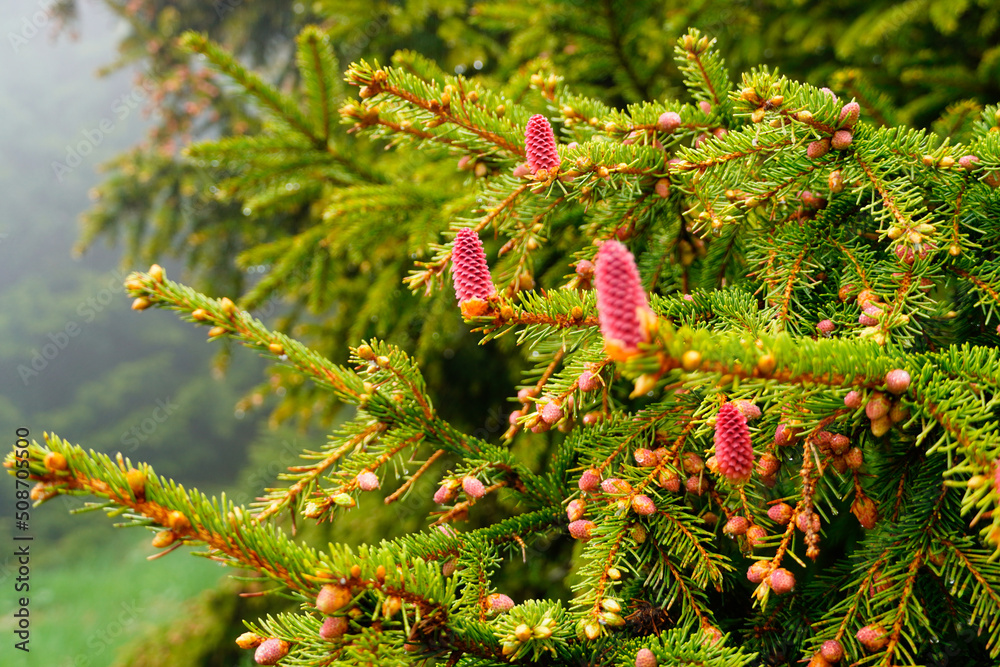 branch of a pine, Ciucas Mountains, Romania branch of a pine, Ciucas Mountains, Romania