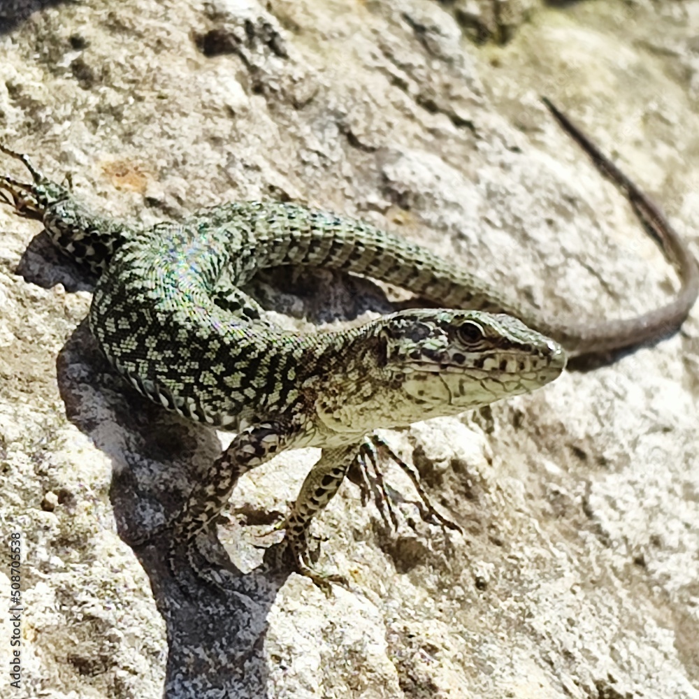 Naklejka premium lizard on the stone