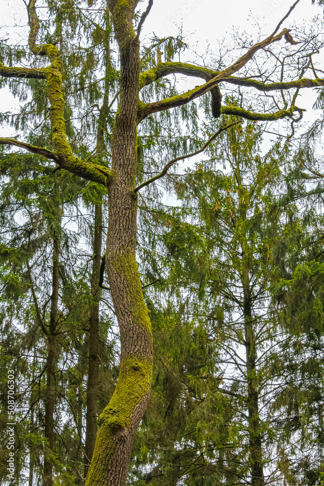 Fototapeta premium Natural panorama view with pathway green plants trees forest Germany.