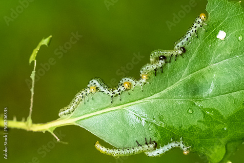 Sawfly caterpillars eating a rose bush, pest in the garden.