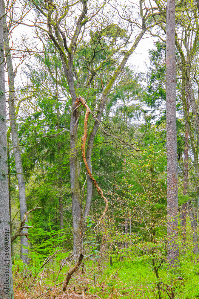 Fototapeta premium Natural panorama view with pathway green plants trees forest Germany.