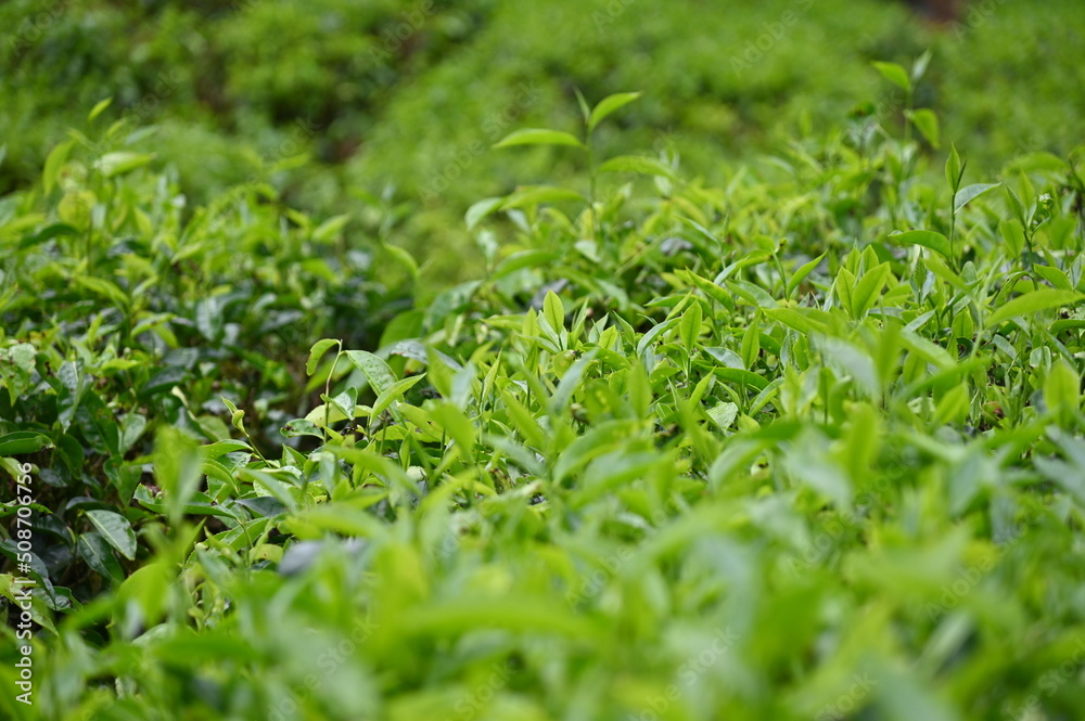Tea Plantation in Cameron Highlands, Malaysia Tea Plantation in Cameron Highlands, Malaysia