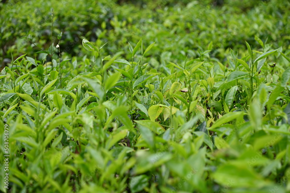 Tea Plantation in Cameron Highlands, Malaysia Tea Plantation in Cameron Highlands, Malaysia