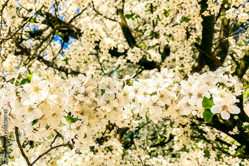 Thick white flower on a tree. Berry tree blooms in spring