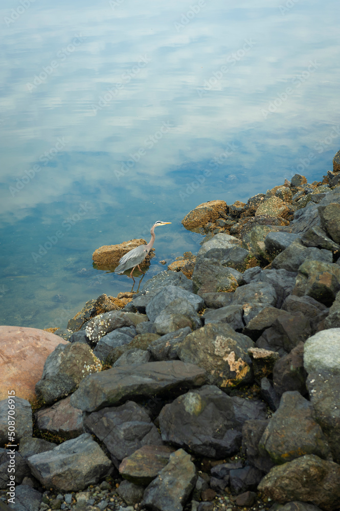 Great Blue Heron Fishing Along a Rocky Shoreline in Washington state. The great blue heron is a large wading bird in the heron family Ardeidae, common near the shores of open water and in wetlands Great Blue Heron Fishing Along a Rocky Shoreline in Washington state. The great blue heron is a large wading bird in the heron family Ardeidae, common near the shores of open water and in wetlands