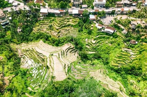 Aerial top down view at tropical valley with dried yellow rice stepped terraces and houses, lot of palm trees, Bali