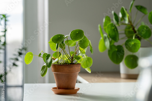 Obraz na plátně Closeup of Pilea peperomioides houseplant in terracotta pot on white table at home