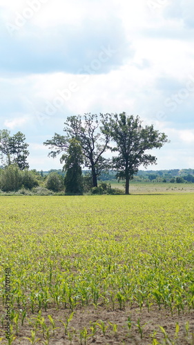 green field and tree