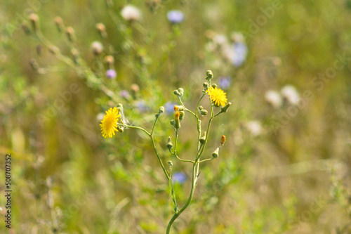 Closeup of yellow perennial sowthistle flowers with blurred plants on background