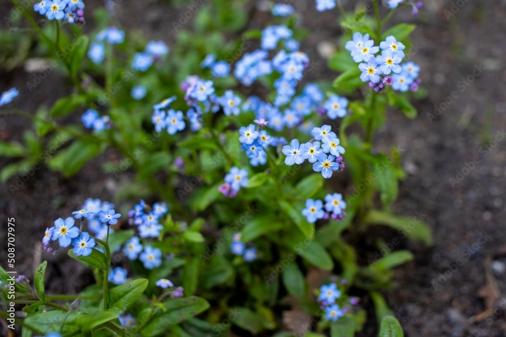 Blue flowers in spring in flowerbed in springtime. Blue flowers in spring in flowerbed in springtime.
