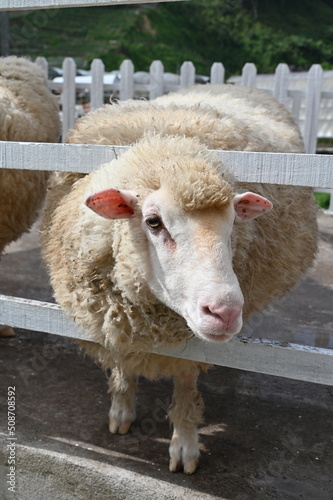 Fototapeta Naklejka Na Ścianę i Meble -  Some Sheep in a Farm