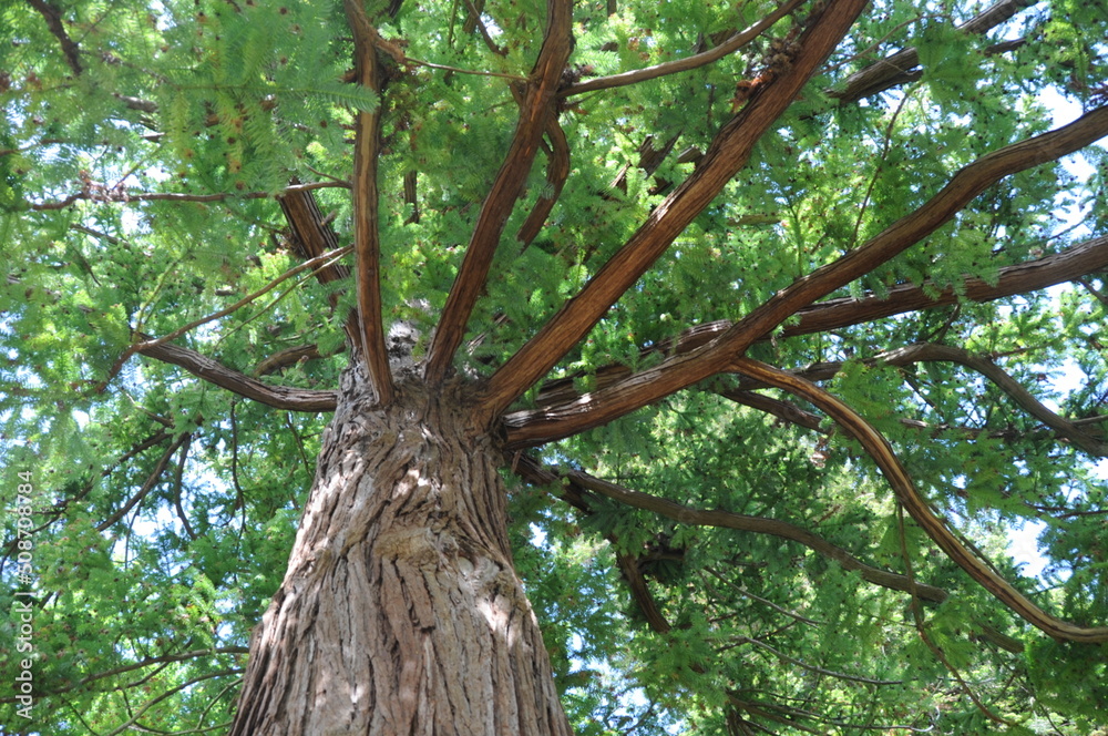 Naklejka premium vertical view into the tree canopy in the park