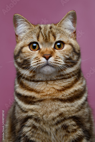British young cat close-up on a lilac background. Home pet. Portrait.