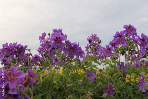 a long row beautiful purple geranium pelargonium flowers and the sky in the background in a gareden in springtime