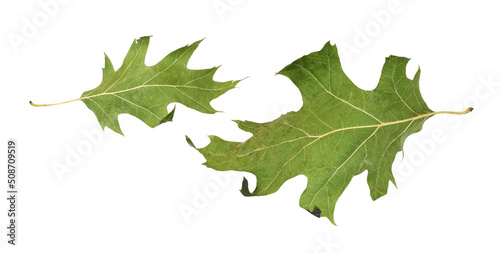 Set of dried oak leaves iso...