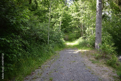 Feldweg im grünen Eifelwald photo