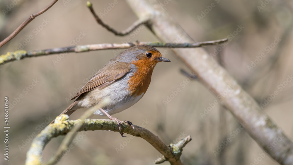 European Robin Perched on a Tree Branch European Robin Perched on a Tree Branch