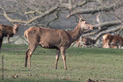 Roe Deer Standing in a Field