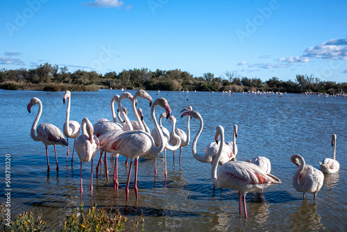 Pink Flamingos at Camargue National park 