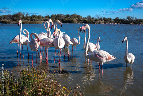 Pink Flamingos at Camargue National park 