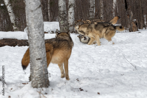 Stampa su tela Grey Wolf (Canis lupus) Watches Rest of Pack Tussle Winter