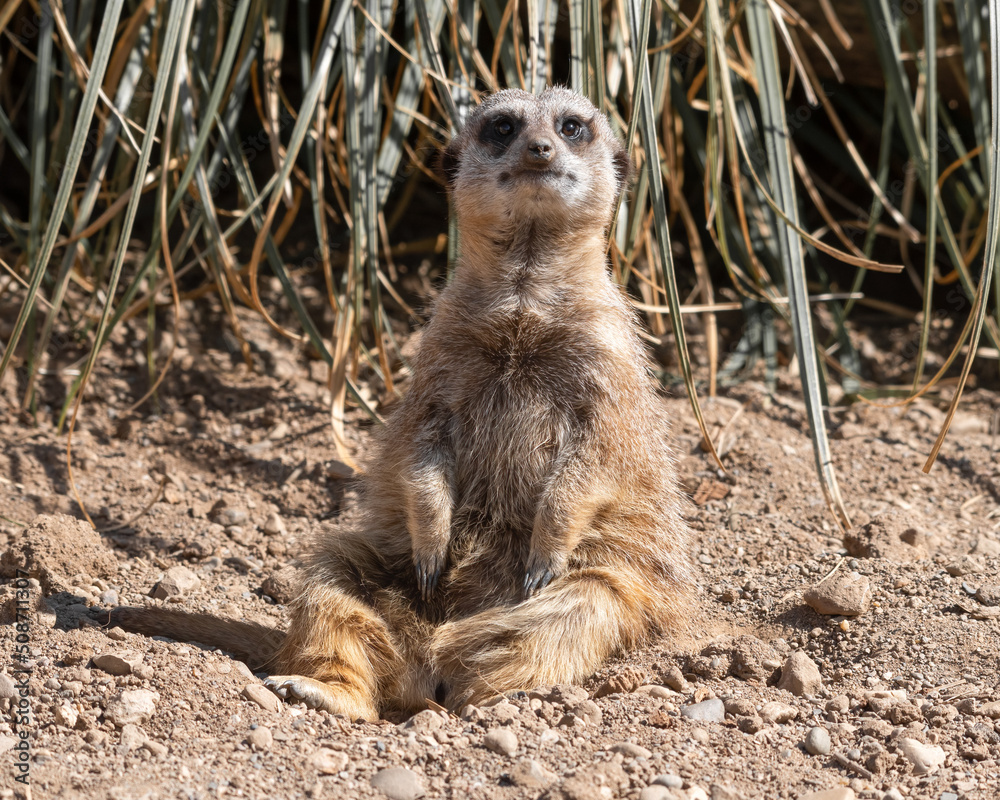 Fototapeta premium Meerkat Sitting on the Ground