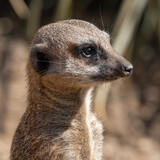 Meerkat Head Profile