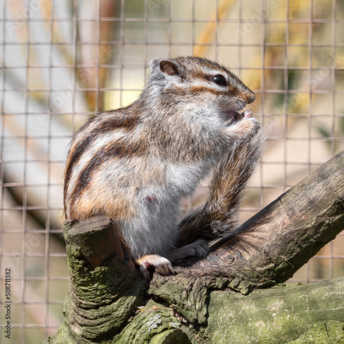 Chipmonk Grooming in a Tree