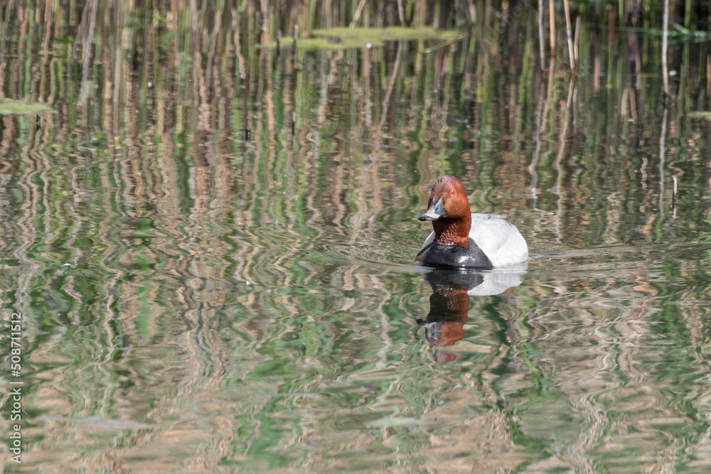Male Common Pochard Male Common Pochard