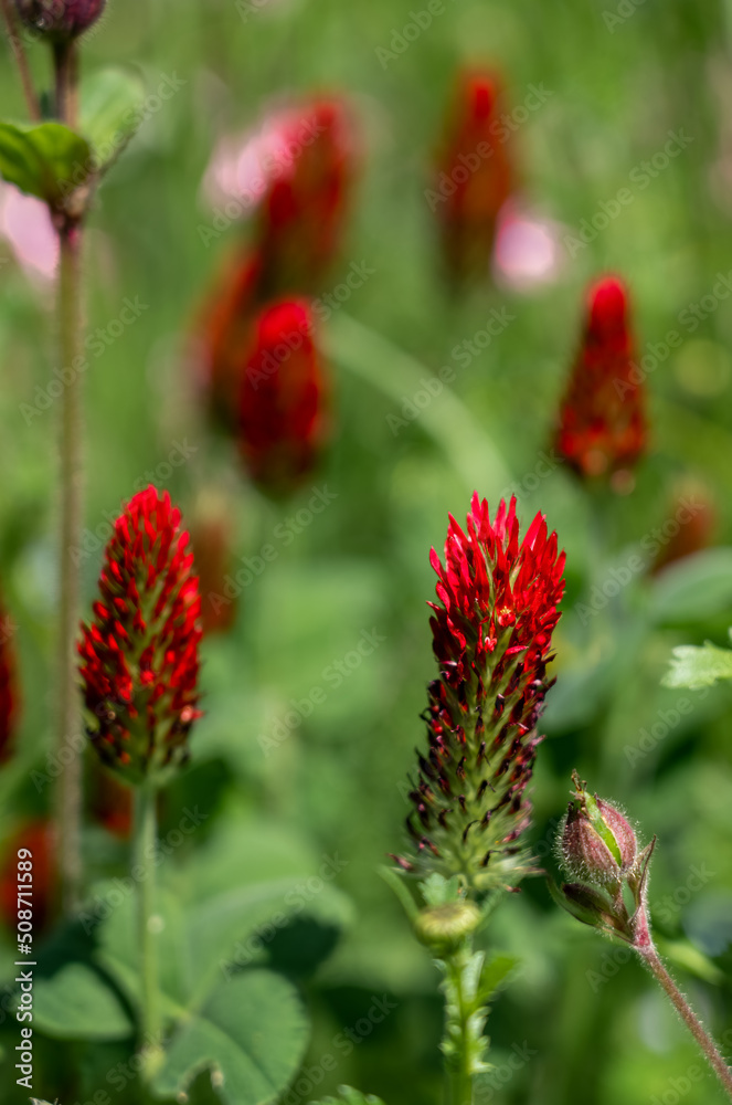 closeup of beautiful bright crimson clover flower (Trifolium incarnatum) in summer bloom closeup of beautiful bright crimson clover flower (Trifolium incarnatum) in summer bloom