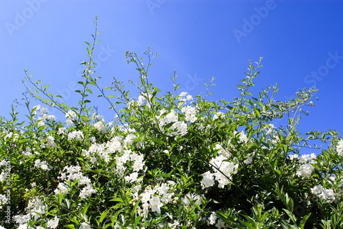 Canvas Print Potato vine, potato climber, jasmine nightshade flowering bush