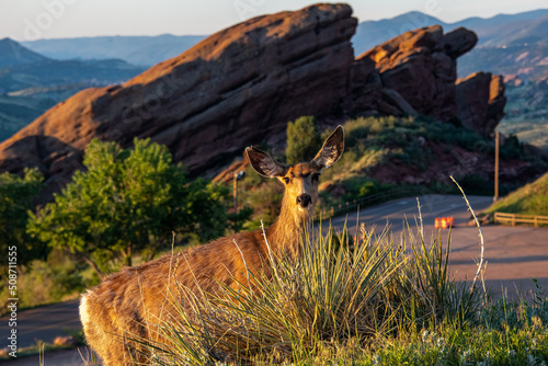 Deer at Dawn in Red Rocks Mountain Park photo