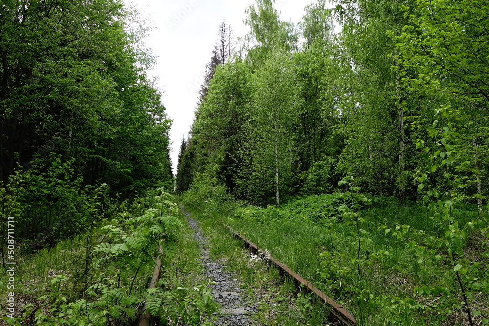 Abandoned railroad track reclaimed by forest