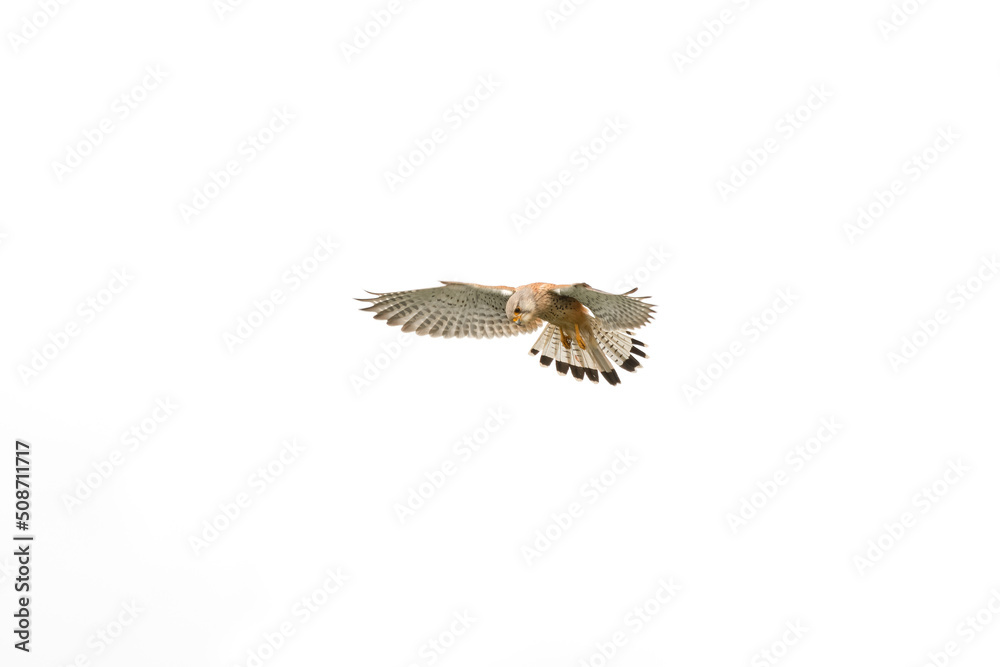 Fototapeta premium Kestrel Hunting