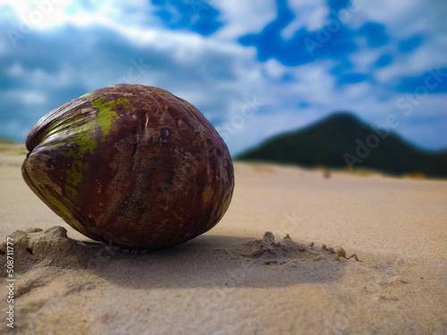 coconut on the beach photo