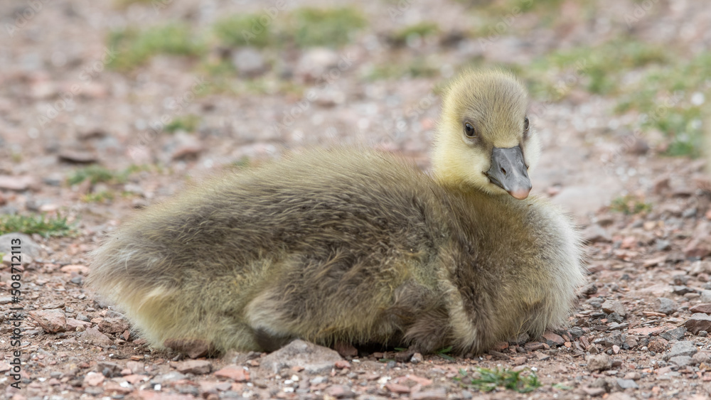 Fototapeta premium Young Gosling
