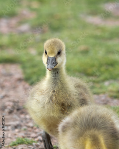 Young Gosling