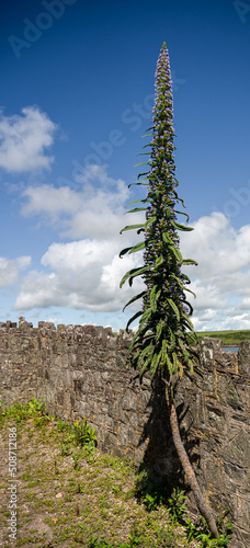 closeup of a tall Echium pininana 'Pink Fountain' in early summer bloom, blue sky background photo