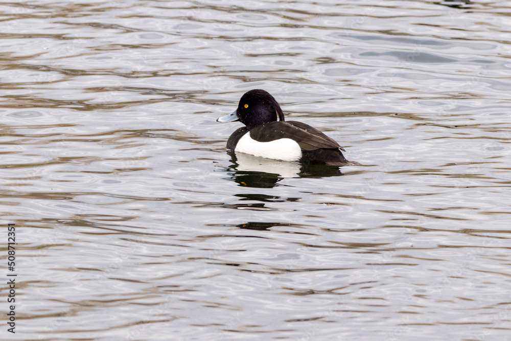 Fototapeta premium Tufted Duck