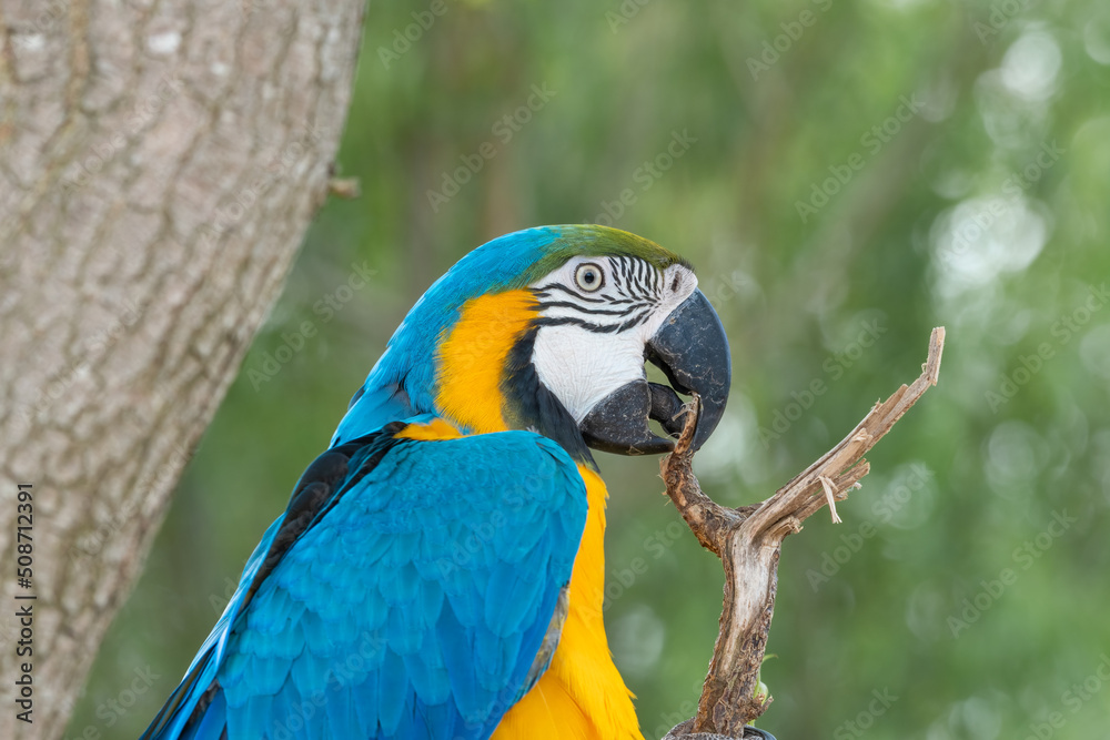Blue and Gold Macaw Blue and Gold Macaw