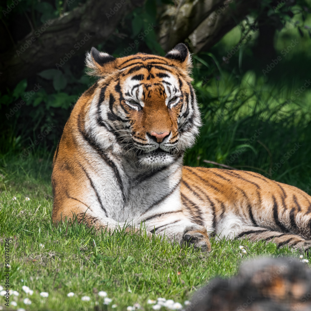 Bengal Tiger in Grass