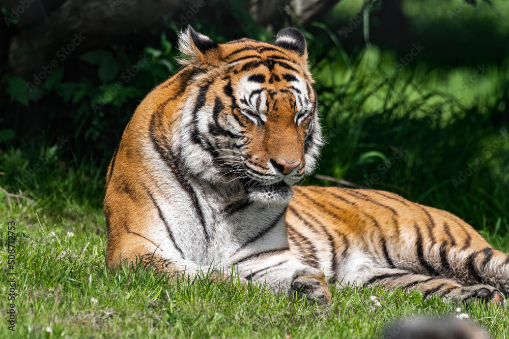 Bengal Tiger in Grass Bengal Tiger in Grass