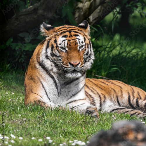 Bengal Tiger in Grass