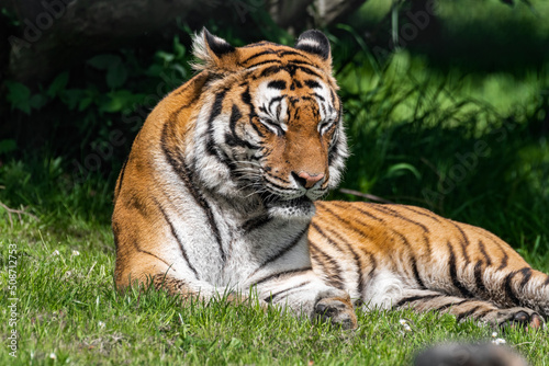 Bengal Tiger in Grass