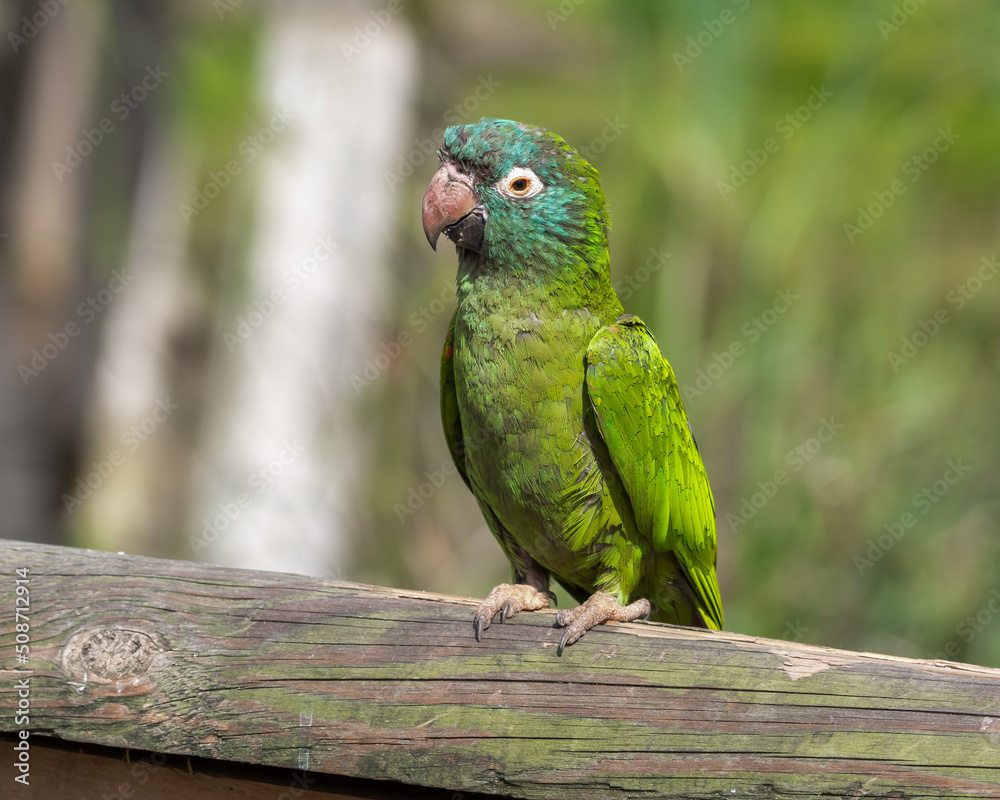 Obraz premium Blue Crowned Conure