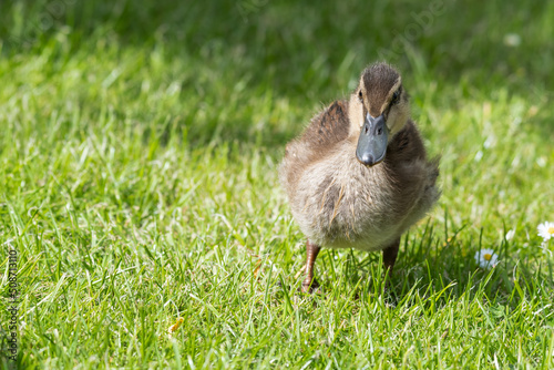 Young Duckling