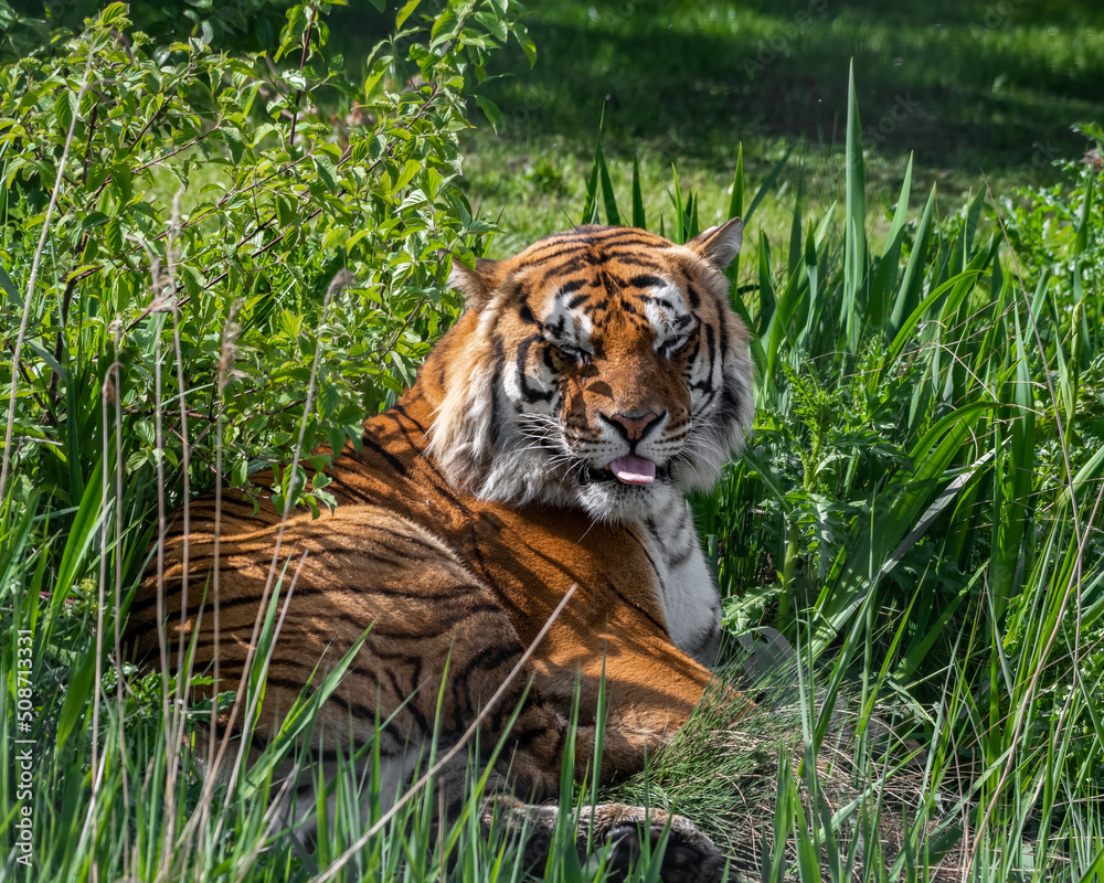 Fototapeta premium Bengal Tiger in Grass