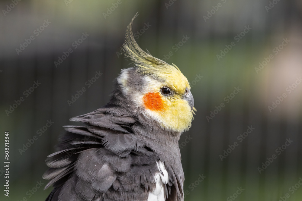 Cockatiel Side Profile Cockatiel Side Profile